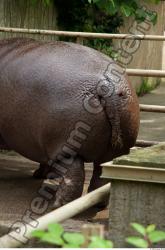 Hippo # 2